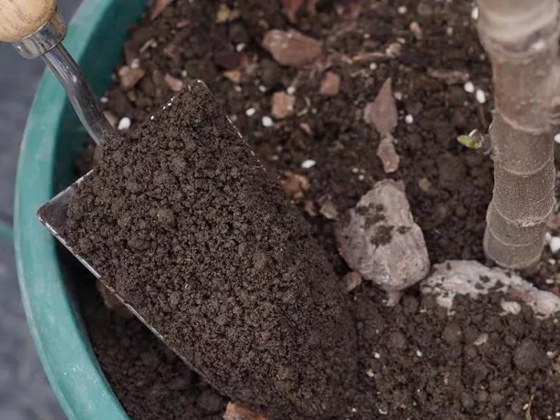 種子培養土選擇