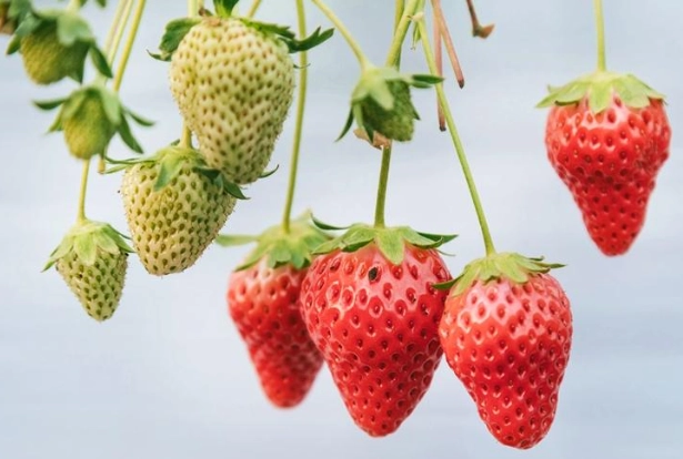 養樂多草莓種植方法 養樂多草莓種植方法