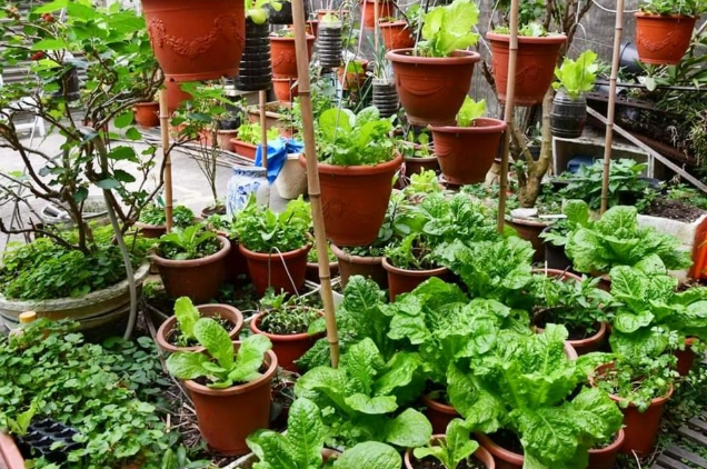 陽台種菜 陽台種菜