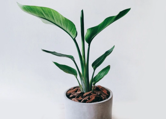 天堂鳥葉子下垂原因 天堂鳥葉子下垂原因