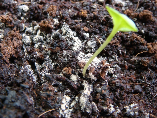 蔬菜種植土壤深度 蔬菜種植土壤深度