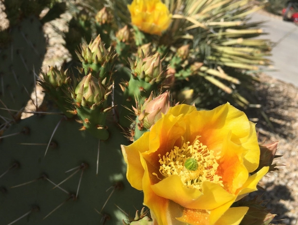 仙人掌養護技巧