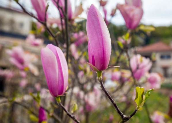 玉蘭花繁殖 玉蘭花繁殖