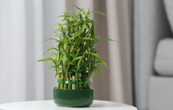 富貴竹施肥方法 富貴竹施肥方法