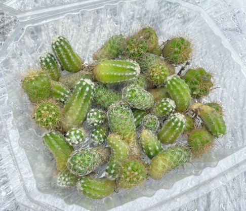 白糖水促進生根 白糖水促進生根