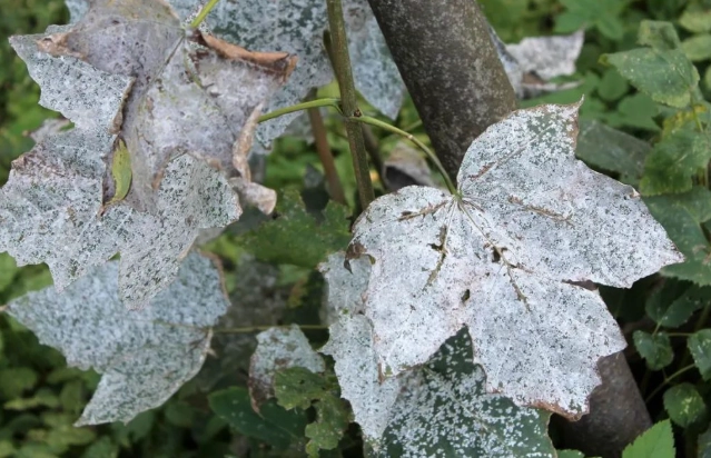 白粉病症狀 白粉病症狀