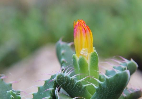 仙人掌繁殖步驟 仙人掌繁殖步驟