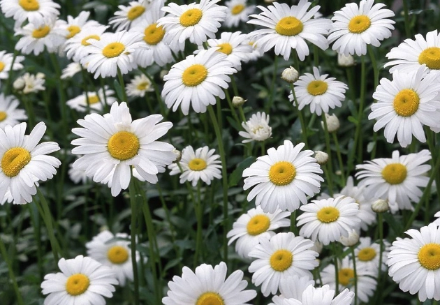 白菊泡茶好處 白菊泡茶好處