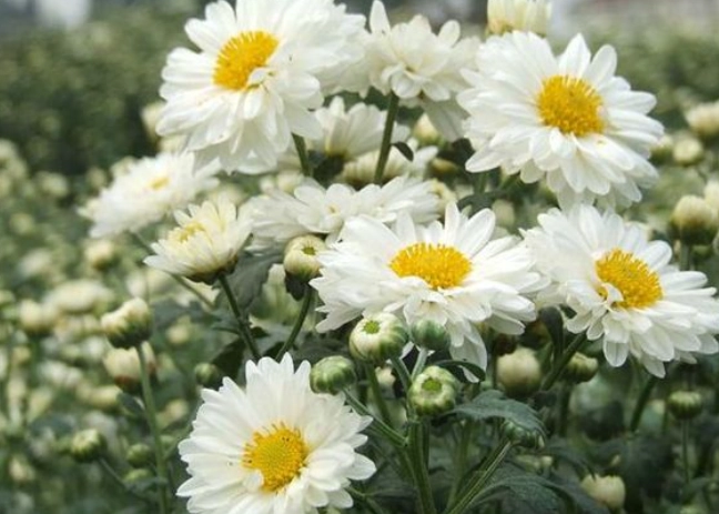 白菊中藥應用 白菊中藥應用