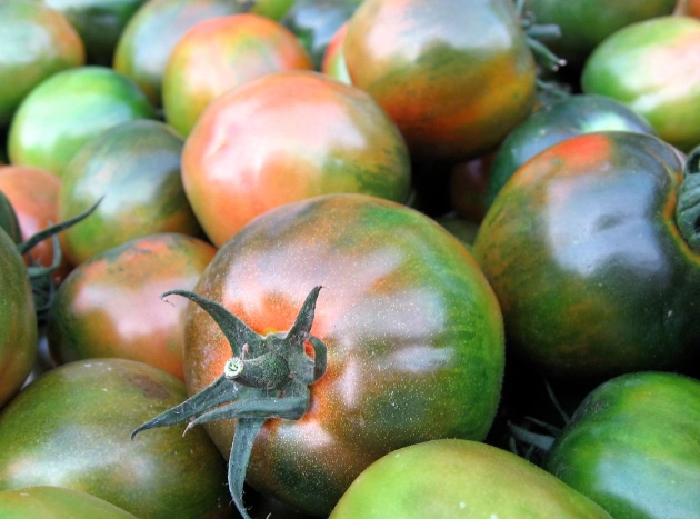 黑柿番茄栽培 黑柿番茄栽培