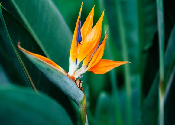 天堂鳥葉子垂解決方法 天堂鳥葉子垂解決方法