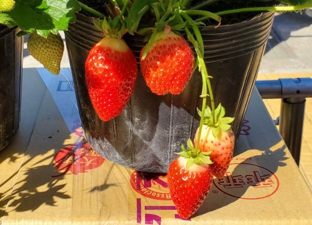 草莓怎麼種 草莓怎麼種