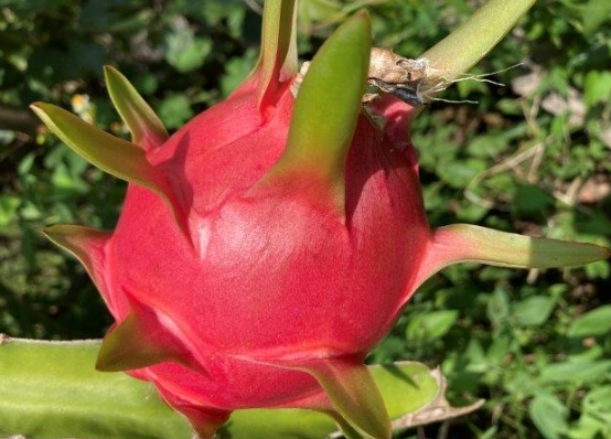 白糖水促進生根 白糖水促進生根