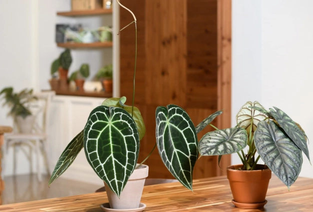 观叶植物养护 观叶植物养护