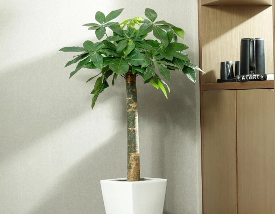 辦公室盆栽選擇