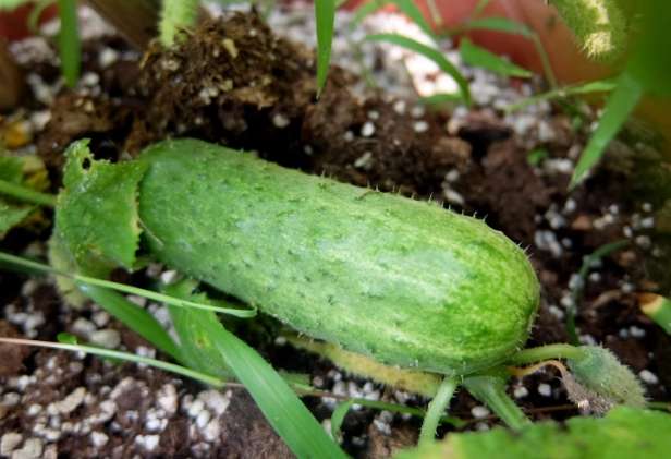 小黃瓜種植季節