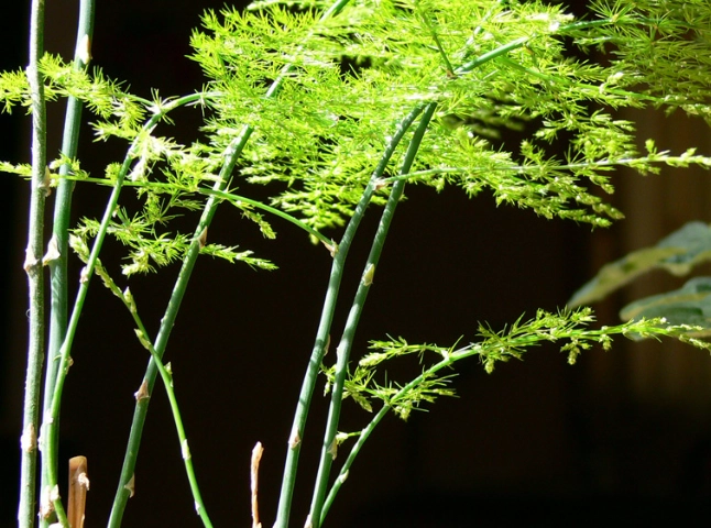 文竹土壤选择 文竹土壤选择