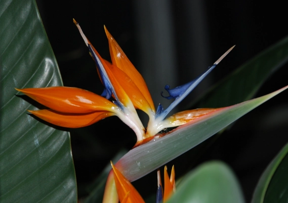 天堂鳥葉子下垂原因 天堂鳥葉子下垂原因