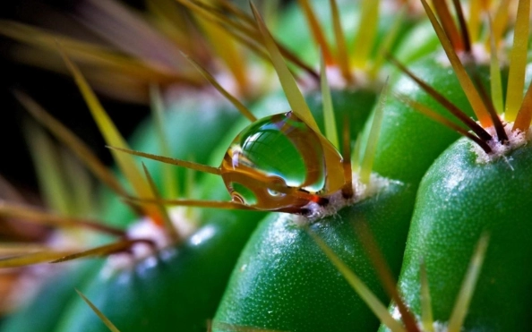 仙人掌養護技巧