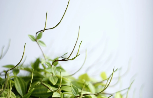 泥炭土環保問題