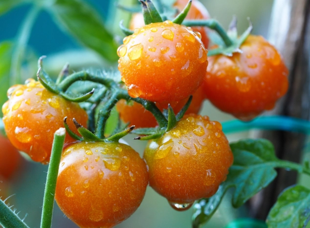 番茄對喉嚨的影響