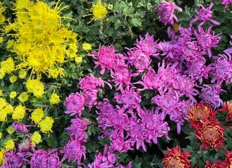 菊花種植時間 菊花種植時間