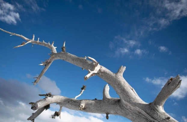 樹木復活方法 樹木復活方法