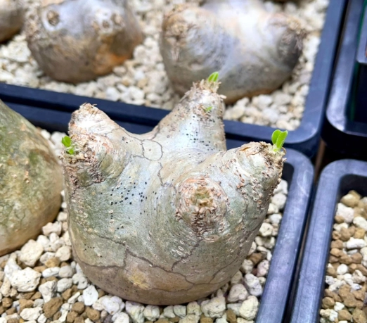 發根劑使用方法