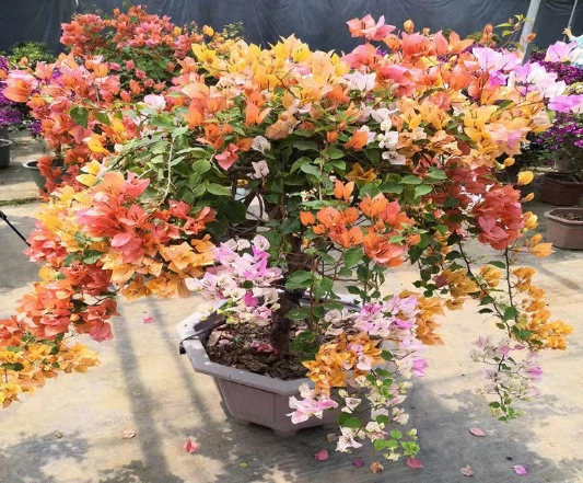 九重葛種子養護 九重葛種子養護