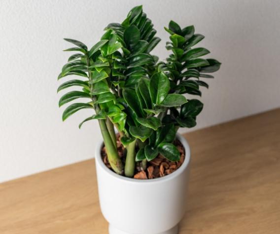 金璽植物繁殖 金璽植物繁殖