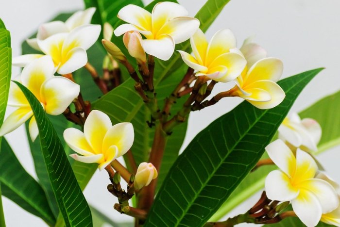 雞蛋花顏色意義