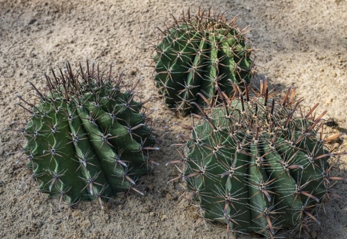 仙人掌種子播種方法 仙人掌種子播種方法