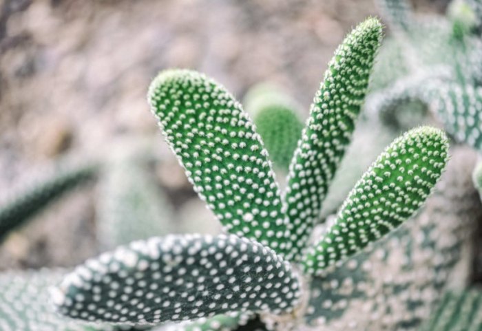 仙人掌澆水方法 仙人掌澆水方法