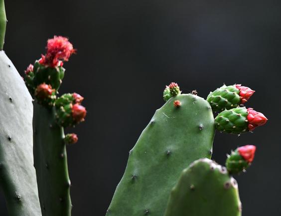 仙人掌病害防治 仙人掌病害防治