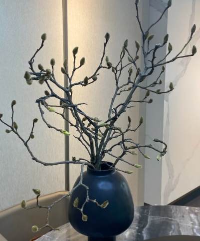 玉蘭花修剪 玉蘭花修剪