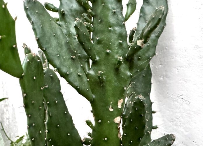 仙人掌變黑原因 仙人掌變黑原因