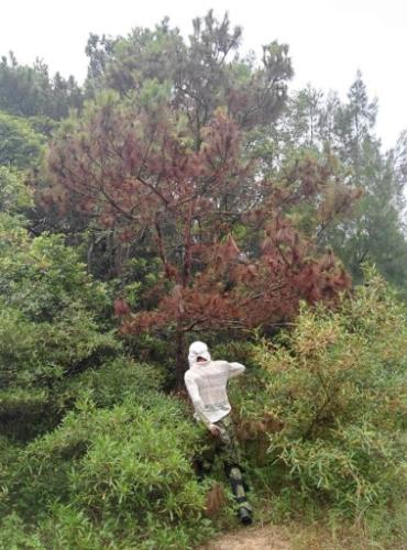 松树养护方法 松树养护方法