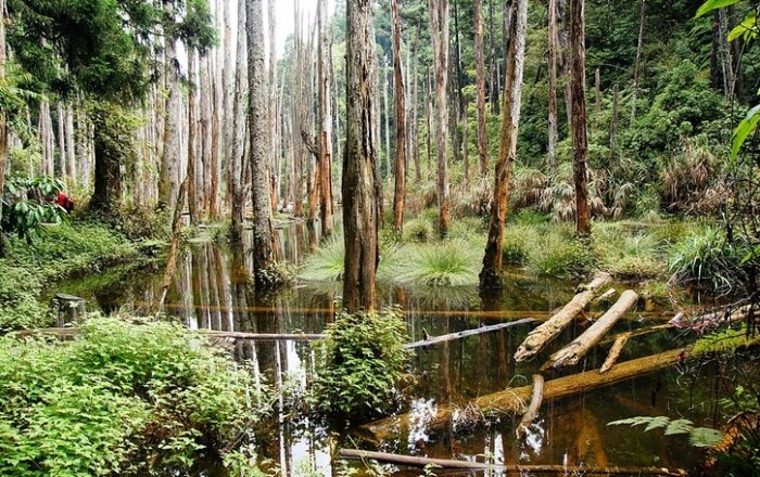 金柑樹山登山路線 金柑樹山登山路線