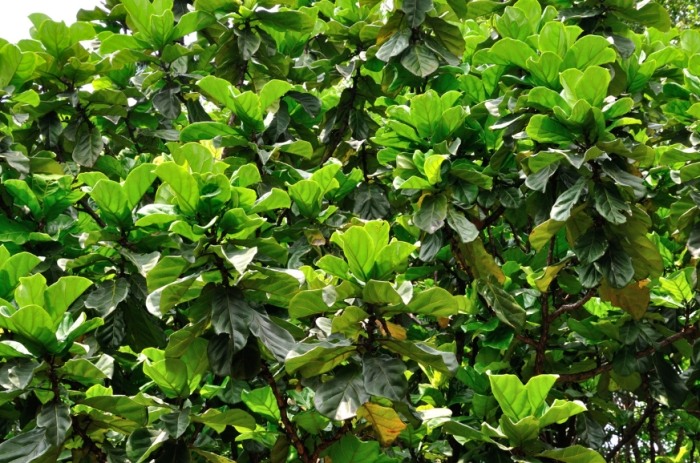 琴叶榕 冬季养护 琴叶榕 冬季养护