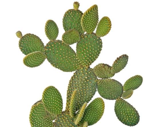 室內仙人掌種植