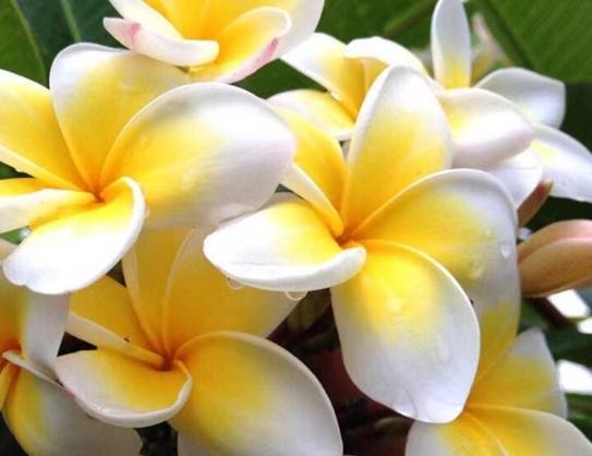 雞蛋花枝條扦插