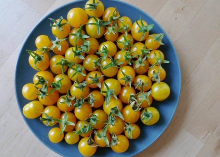 蕃茄種植時間 蕃茄種植時間