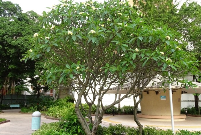 雞蛋花色澤變化