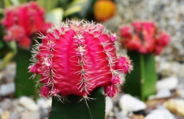 仙人掌變紅原因