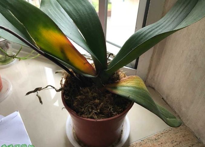 蘭花繁殖方法 蘭花繁殖方法