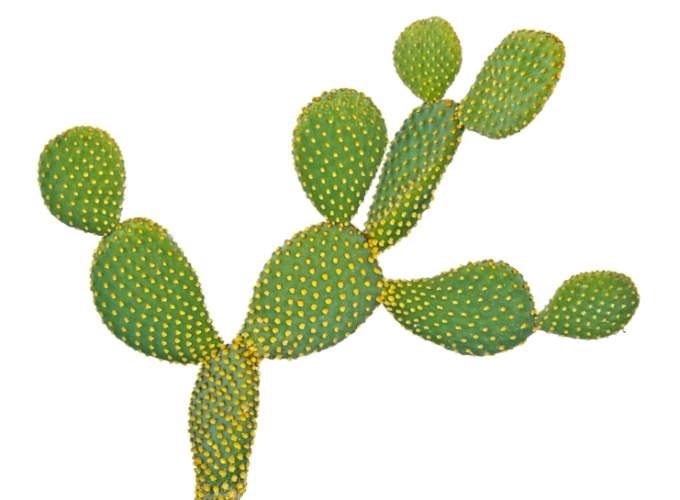 仙人掌木質化處理