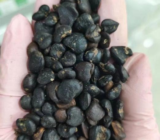 玉蘭花種子處理