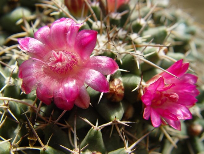 仙人掌開花問題解決 仙人掌開花問題解決