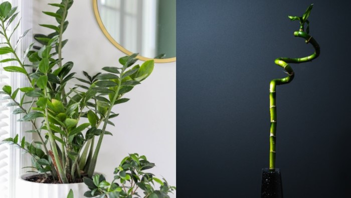 發財樹養護方法