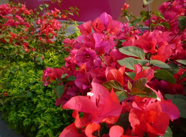 勒杜鵑中毒症狀 勒杜鵑中毒症狀